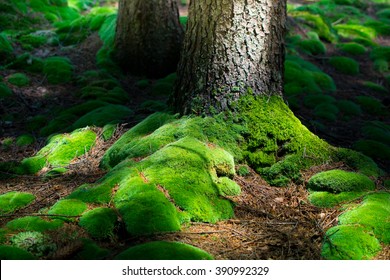 Forest Moss