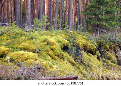 forest with mossed ground