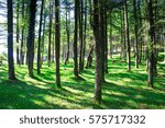 forest in mountain