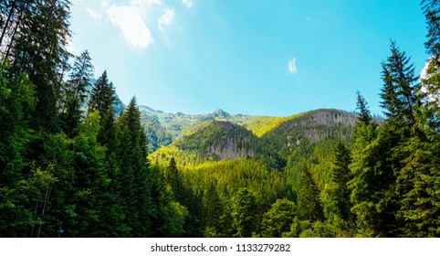 Forest in a mountain