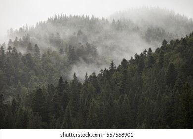 Forest in the mountain