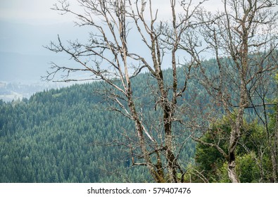Forest in mountain
