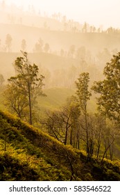 Forest mountain.