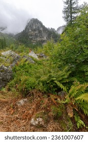 forest and mountain in cloudy day