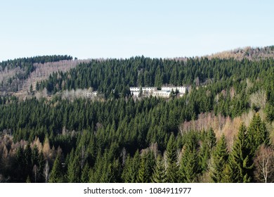 The forest in the mountains