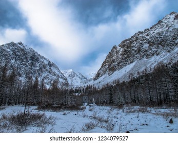 Forest in the mountains.