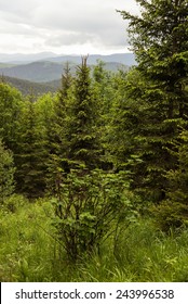 Forest in the mountains