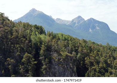 Forest with mountains in the background