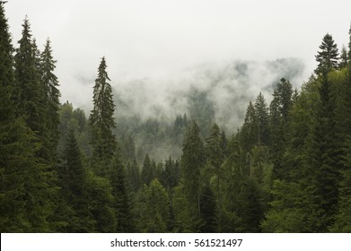 Forest in the mountains covered in mist