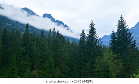 Bosque, montañas, parque, naturaleza, árbol, abeto, arbusto, paisaje, rocas, cielo, nubes, verde, otoño, nublado.