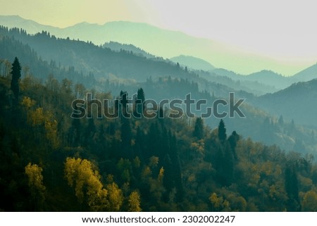 The forest in mountains of Trans-Ili Alatau, Almaty, Kazakhstan. 
