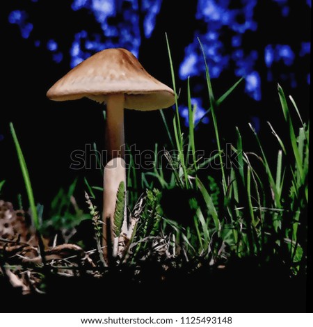 Similar – Tannenzäpfle Mushroom