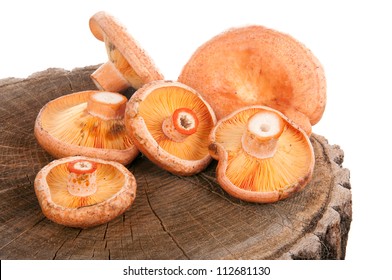 Lactarius Deliciosus High Res Stock Images Shutterstock