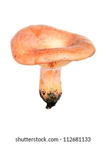 Lactarius Deliciosus High Res Stock Images Shutterstock