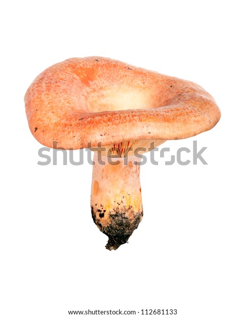 Forest Mushroom Lactarius Deliciosus Saffron Milk Stock Photo Edit Now 112681133