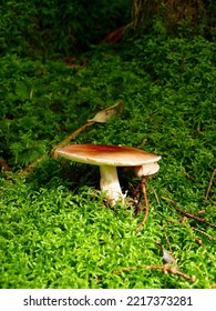 Forest Mushroom World Micro World