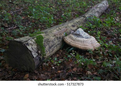 Forest Mushrooms attack in October - Shutterstock ID 517327873