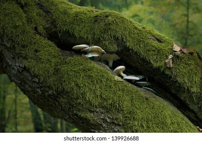 Forest Mushrooms, Bialowieza Forest-Polish