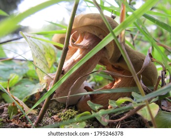 
Forest mushrooms in dense grass - Shutterstock ID 1795246378