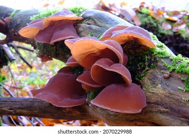 Forest Mushrooms Edible Mushroom Auricularia Auriculajudae Stock Photo 