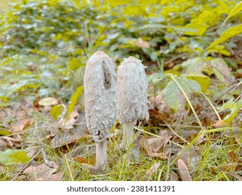 Forest mushrooms on green grass, two white curled owl mushrooms, edible European mushrooms, mushroom picking tradition edible fungi, nature's treasure, wild mushrooms, culinary delight forest explore - Powered by Shutterstock