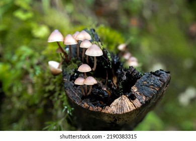 Forest Mushrooms On A  Tree Stump Close Up