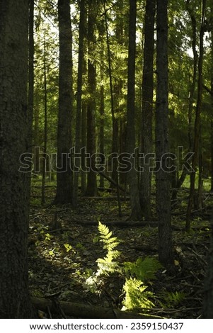 Similar – Image, Stock Photo Forest in spring