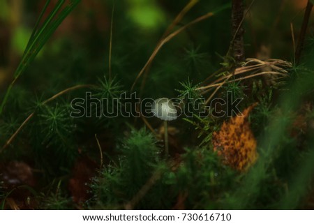 Forest. Mushrooms in the forest. Toadstools. Dangerous mushrooms.