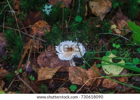 Forest. Mushrooms in the forest. Toadstools. Dangerous mushrooms.