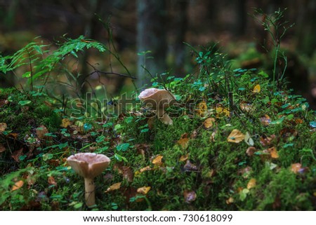 Forest. Mushrooms in the forest. Toadstools. Dangerous mushrooms.