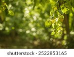 Forest natural defocus lights background. Green trees leaves, soft focus, blurring, copy space.