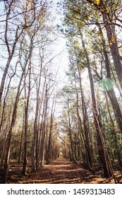 Forest Nature Trail In The Winter Charleston Sc