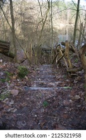 In The Forest Near A Clay Pit
