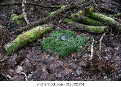 In The Forest Near A Clay Pit
