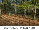 Forest near Oberndorf, Poltringen and Wendelsheim, near Rottenburg am Neckar, Baden-Wuerttemberg, Germany, during autumn with leaves on the ground