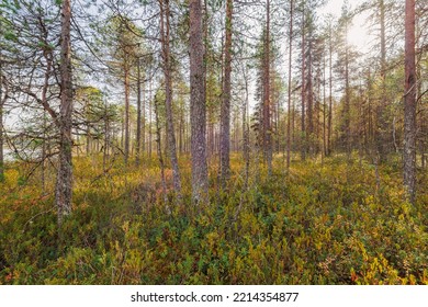 Forest Near The Shore Of A Taiga Lake In Northern Russia