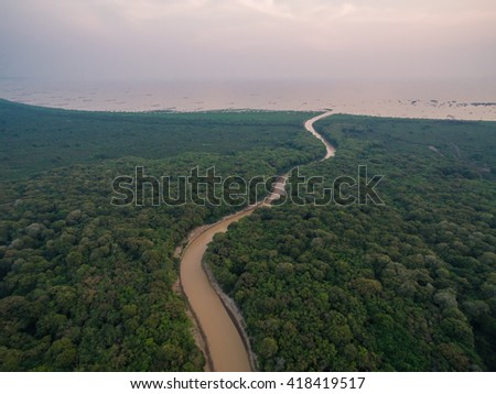 Forest near Tonle Sap lake (Cambodia)