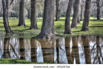 Forest Near White Rock Lake