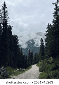 Forest nestled in the mountains