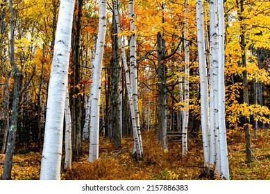 A Forest In New England In Autumn With Bright Yellow Leaves