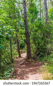 Forest Next To Kerosene Creek In New Zealand