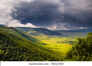 Forest In The Ngorongoro Crater - Tanzania