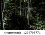 Forest at night