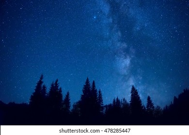 Forest At Night With Pine Trees Under Dark Blue Sky With Many Stars