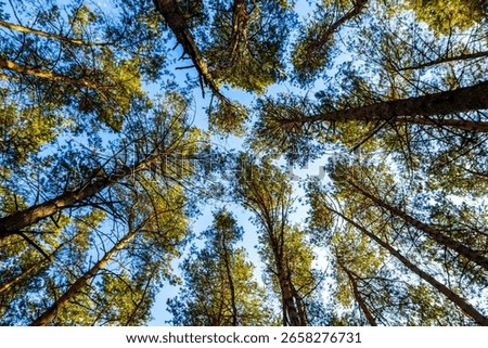 Forest with old large pine trees spruce trees and fir trees with sunbeams in Leninskiy Rayon Brest Brest District Brest Region Belarus.