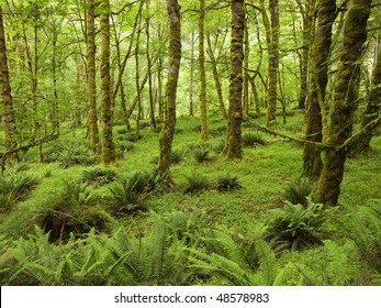 Forest in the Olympic NP