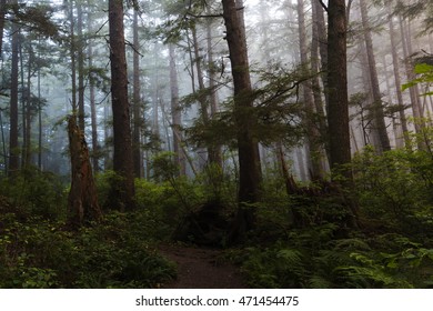 Forest At Olympic Peninsula.