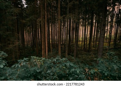 Forest On An Autumn Day. Natural Background. Pines And Foliage Trees. Concept Of POV Hiking And Walking In Foggy Mountain Woods.