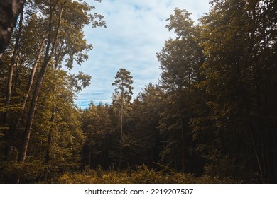 Forest On An Autumn Day. Natural Background. Pines And Foliage Trees. Concept Of POV Hiking And Walking In Foggy Mountain Woods.