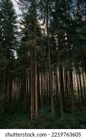 Forest On An Autumn Day. Natural Background. Pines And Foliage Trees. Concept Of POV Hiking And Walking In Foggy Mountain Woods.